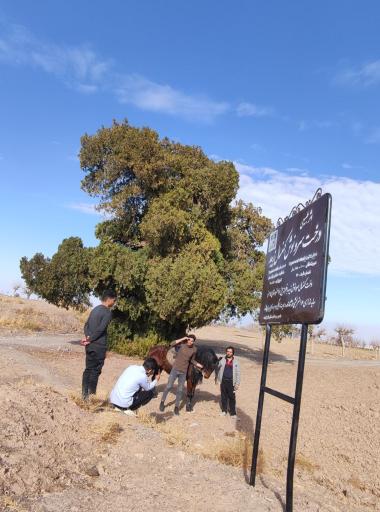 عکس درخت سرو نوش کهنسال زیبد 