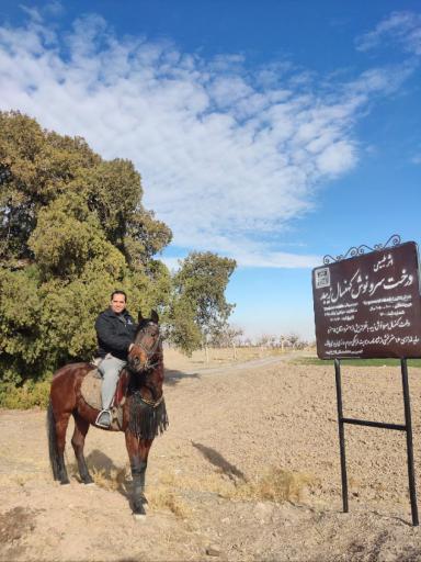 عکس درخت سرو نوش کهنسال زیبد 