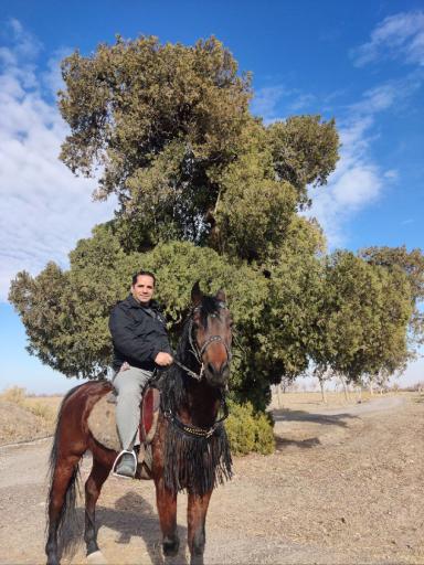 عکس درخت سرو نوش کهنسال زیبد 