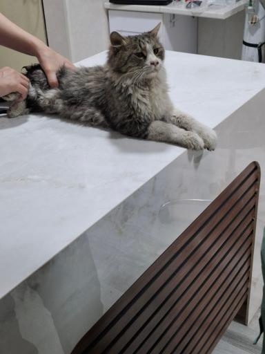 عکس دامپزشكى سترا