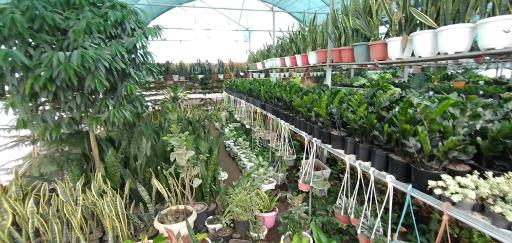 عکس گلخانه بزرگ فاتحی