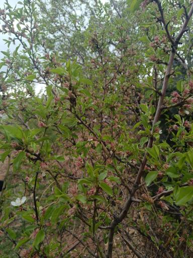 عکس دریاچه مصنوعی عینالی (داغ گولی)