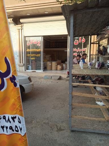 عکس دان پرندگان