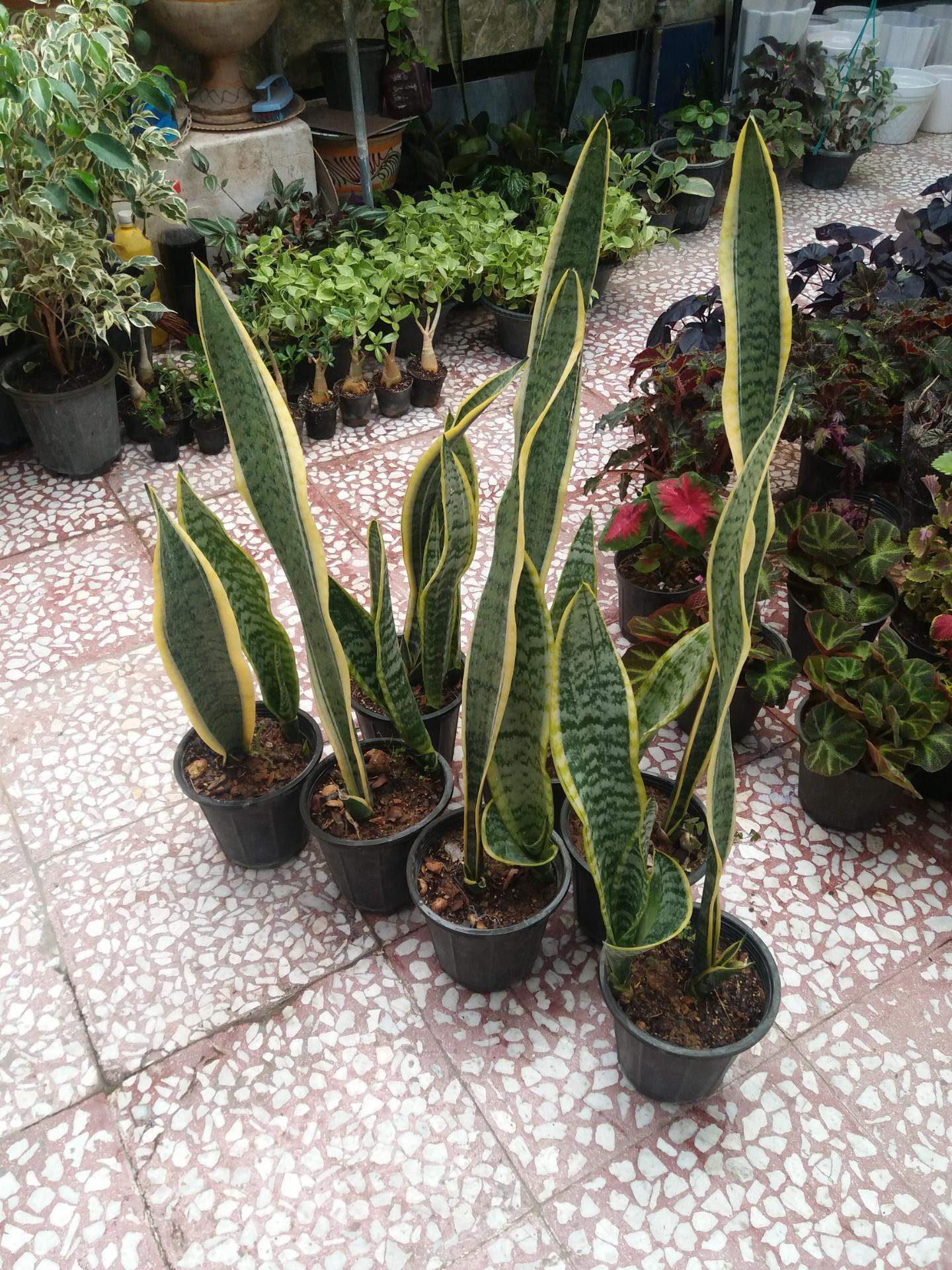 عکس گلسرای بهشت قم