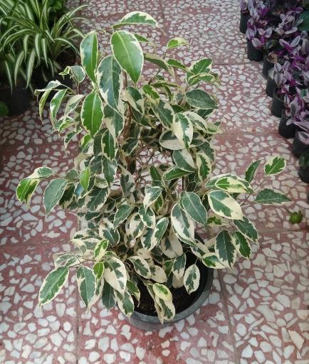 عکس گلسرای بهشت قم