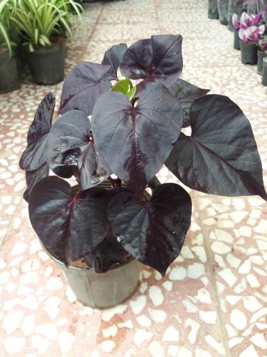 عکس گلسرای بهشت قم