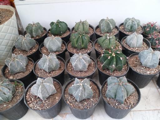 عکس گلسرای بهشت قم