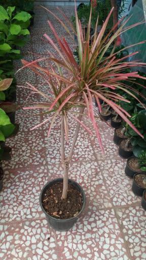 عکس گلسرای بهشت قم