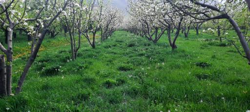 عکس منطقه تاریخی گوره زار 