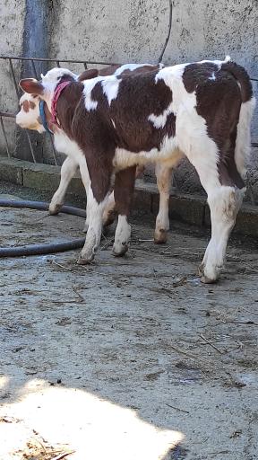 عکس دامداری کریمی 