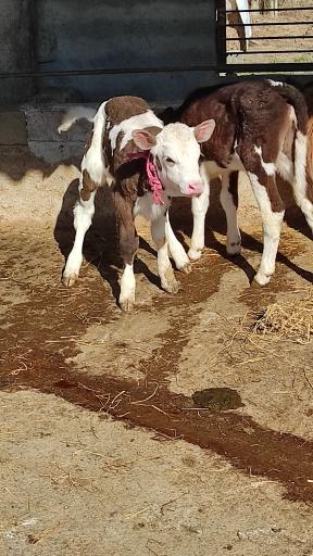 عکس دامداری کریمی 