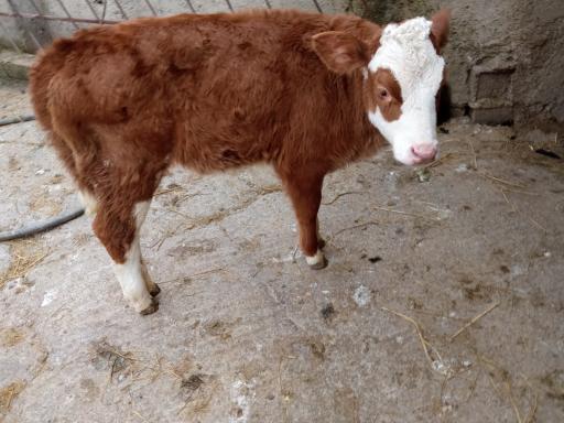 عکس دامداری کریمی 