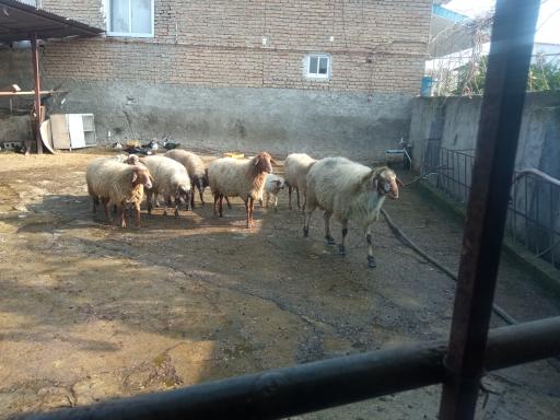 عکس دامداری کریمی 