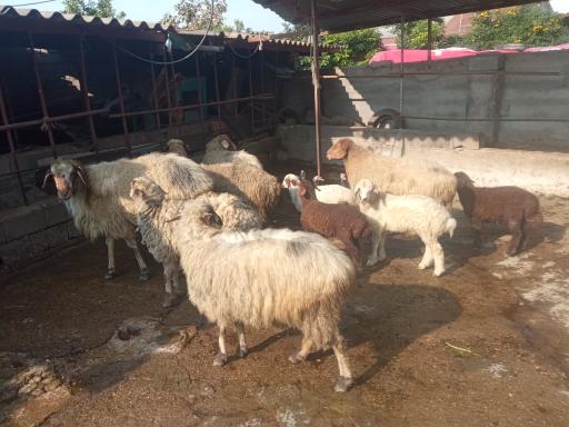 عکس دامداری کریمی 