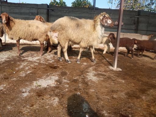 عکس دامداری کریمی 