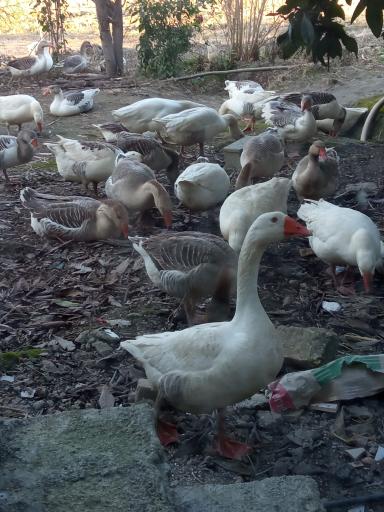 عکس دامداری کریمی 