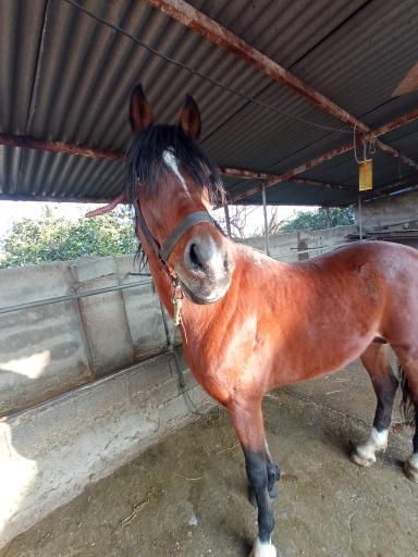 عکس دامداری کریمی 