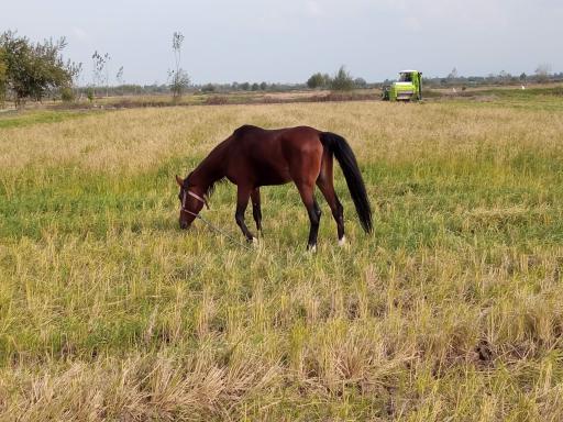 عکس دامداری کریمی 