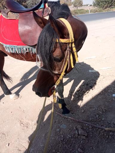 عکس دامداری کریمی 