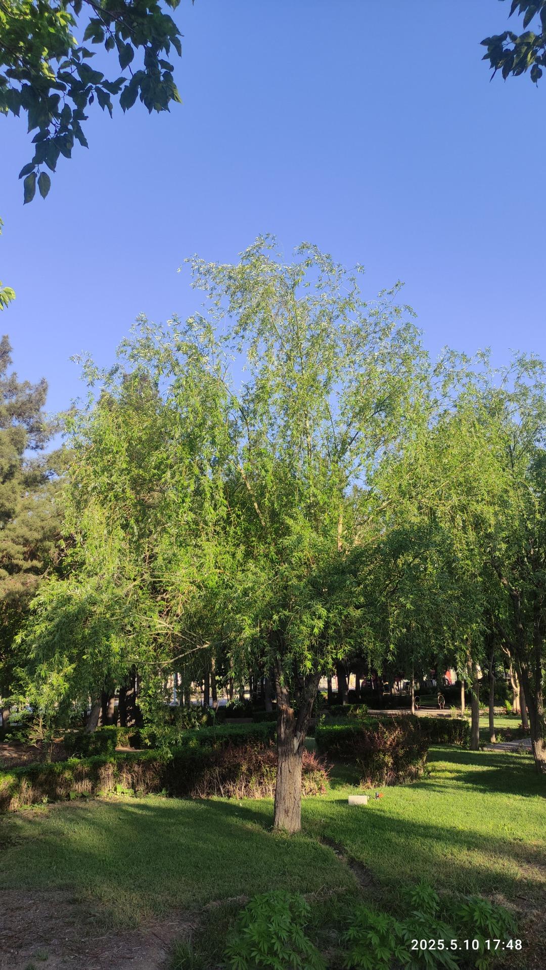 عکس پارک آزادگان