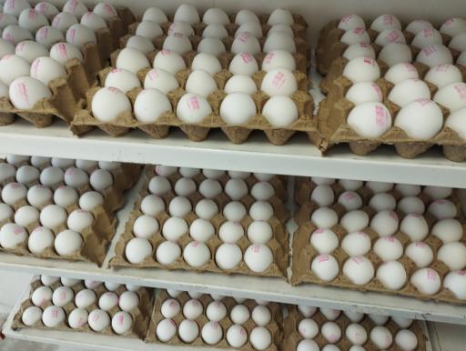 عکس پخش عمده تخم مرغ دیانتی 