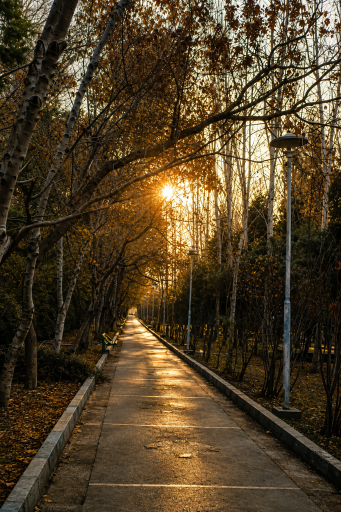 عکس پارک شهرک صدرا