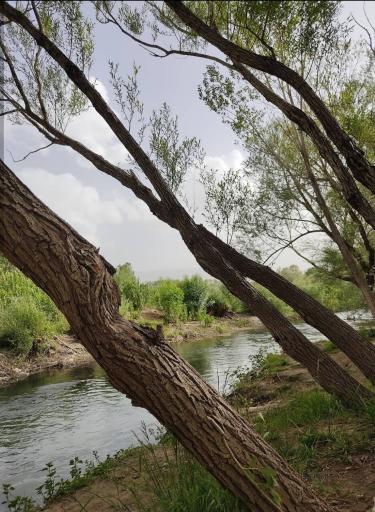 عکس جزنق