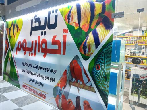 عکس آکواریوم تایگر