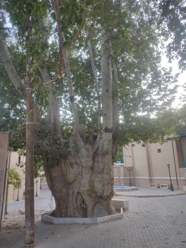 عکس چنار سه هزار ساله 