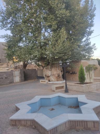 عکس چنار سه هزار ساله 