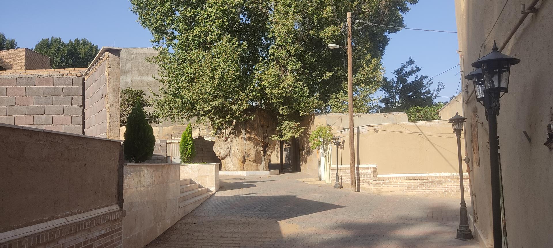 عکس چنار سه هزار ساله 