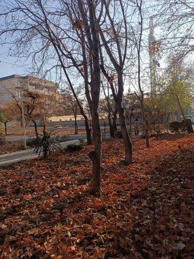 عکس بوستان سایه ها