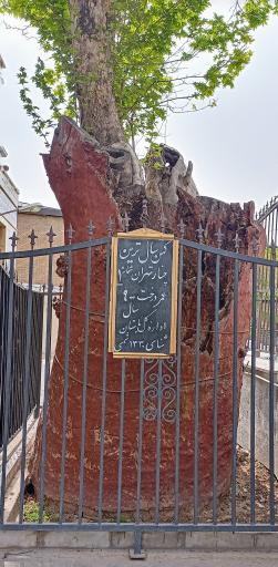 عکس چنار کهن‌ سال تهران