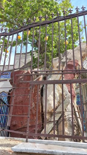 عکس چنار کهن‌ سال تهران