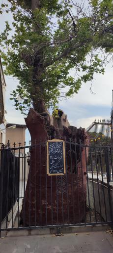 عکس چنار کهن‌ سال تهران