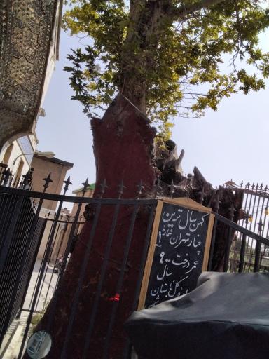 عکس چنار کهن‌ سال تهران