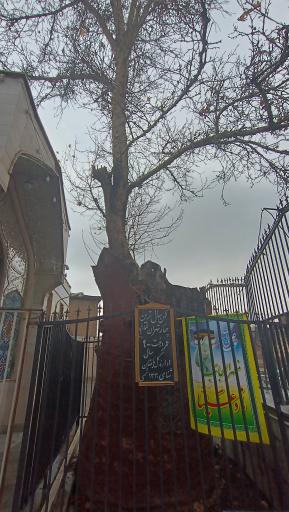 عکس چنار کهن‌ سال تهران