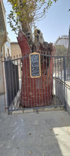 عکس چنار کهن‌ سال تهران