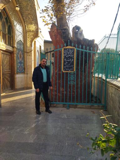 عکس چنار کهن‌ سال تهران