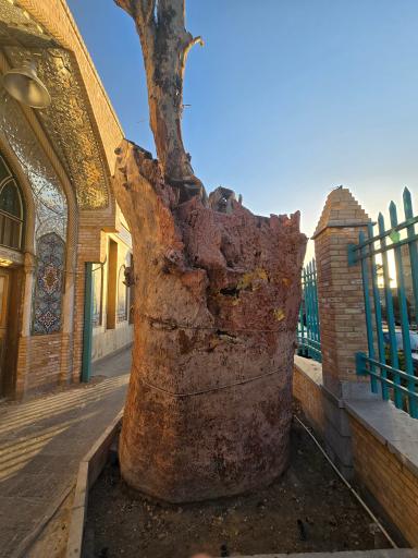 عکس چنار کهن‌ سال تهران