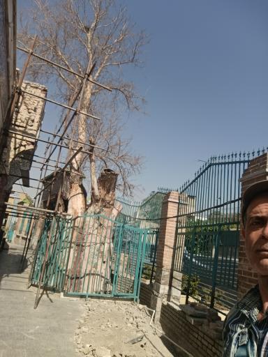عکس چنار کهن‌ سال تهران