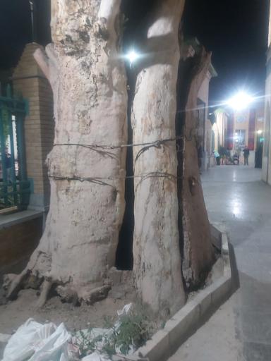 عکس چنار کهن‌ سال تهران
