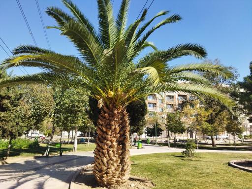 عکس بوستان شهیدان قمی(اقاقیا)