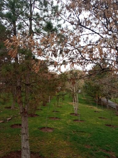 عکس پارک پروین اعتصامی