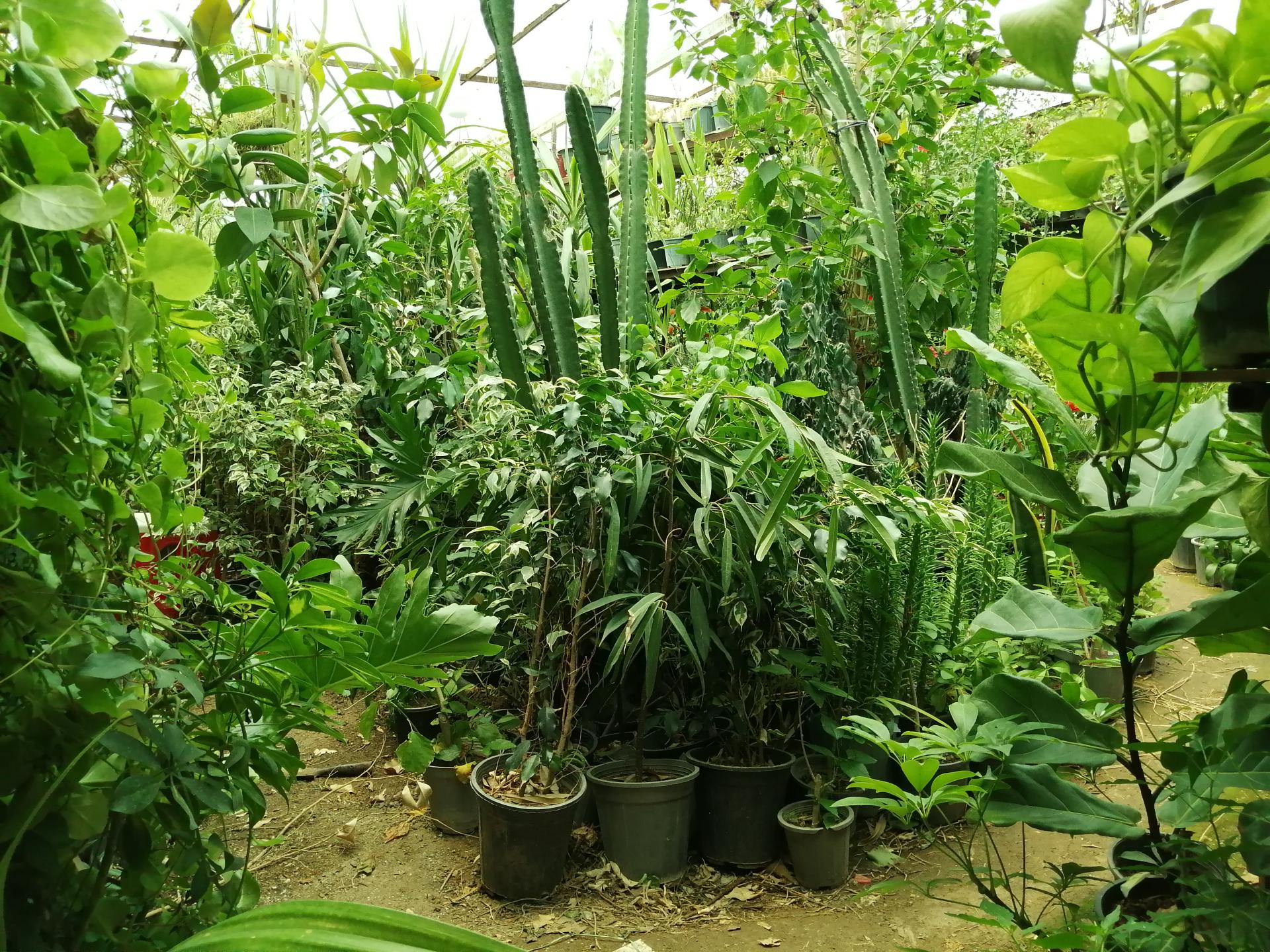 عکس گلسرای همیشه بهار قائم 