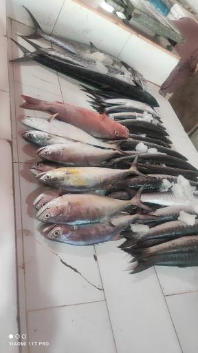 عکس ماهی فروشی