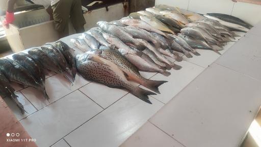 عکس ماهی فروشی