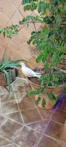 عکس هتل سنتی عمارت پدری (جامعی)