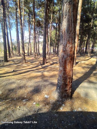 عکس بوستان بانوان ریحانه چیتگر