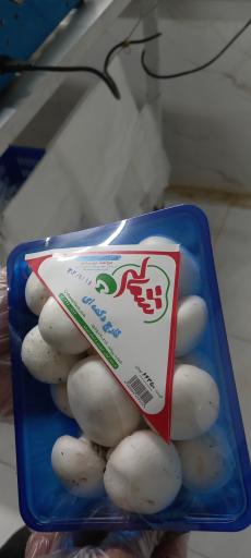 عکس مزرعه قارچ شمالی 